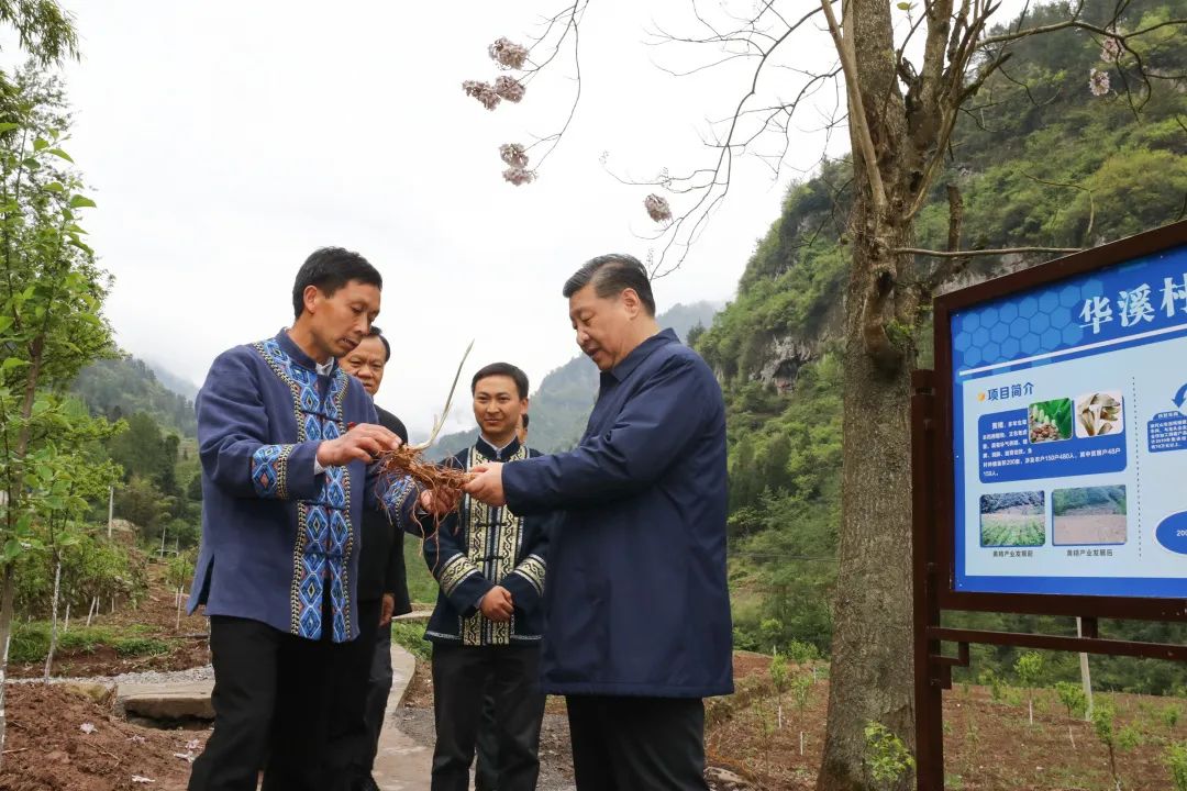 2019年4月15日，習(xí)近平在重慶華溪村考察特色經(jīng)濟(jì)作物帶動(dòng)村民脫貧的情況。新華社記者 鞠鵬 攝
