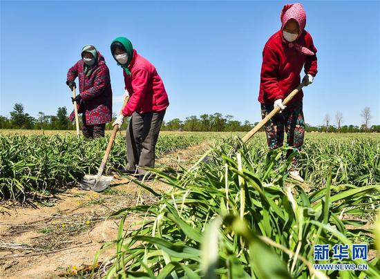  5月11日，農(nóng)民在山西省大同市云州區(qū)西坪鎮(zhèn)唐家堡村邊的黃花菜地里除草。新華社發(fā)（柴婷 攝）